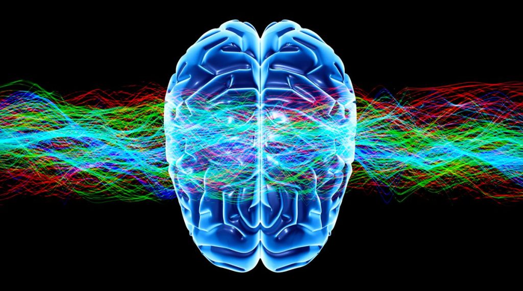Human Brain